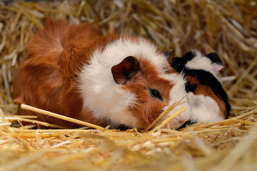 meerschweinchen