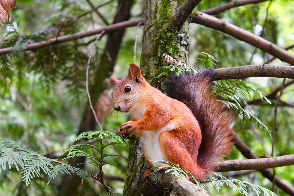 Eichhörnchen auf Ast