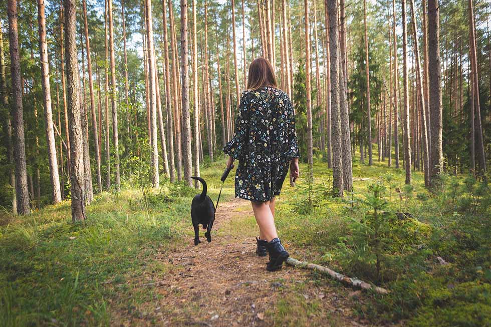 Hund im Wald