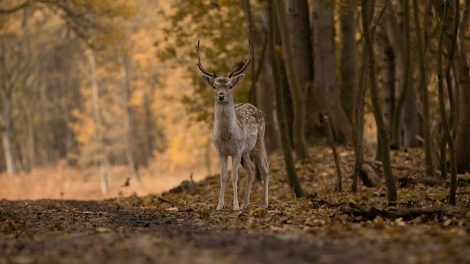 Reh steht im Wald