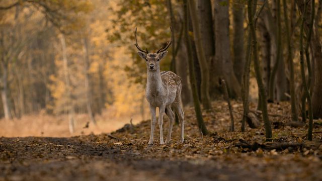 Reh steht im Wald