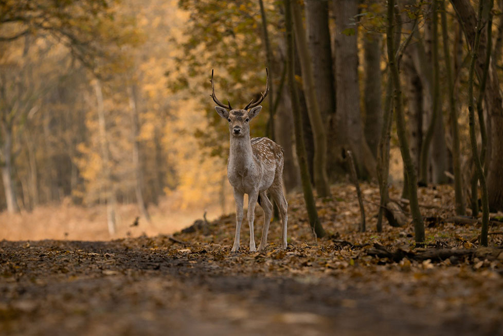 Reh steht im Wald