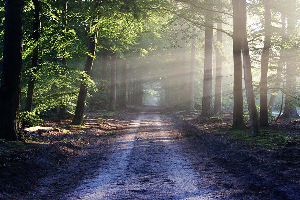 Waldweg