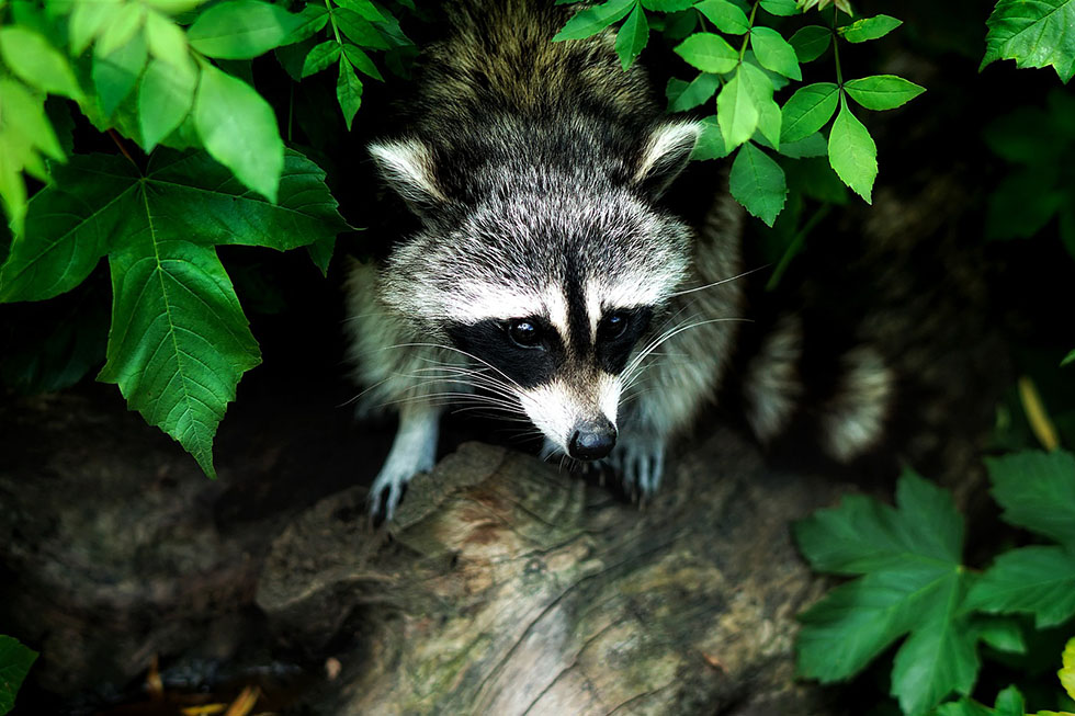 waschbaer im wald