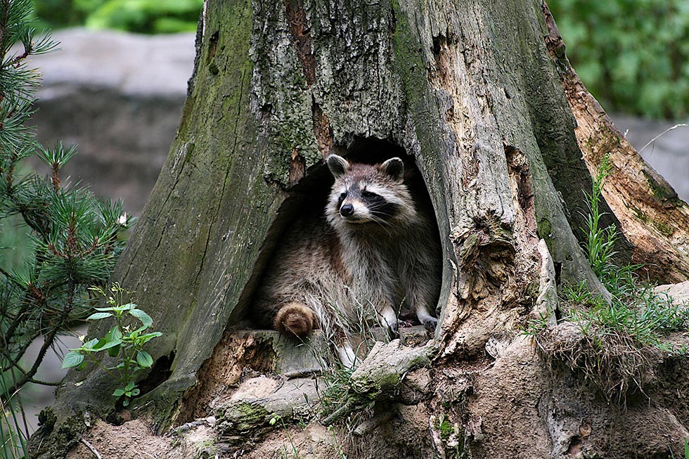 waschbaer in einem baumloch