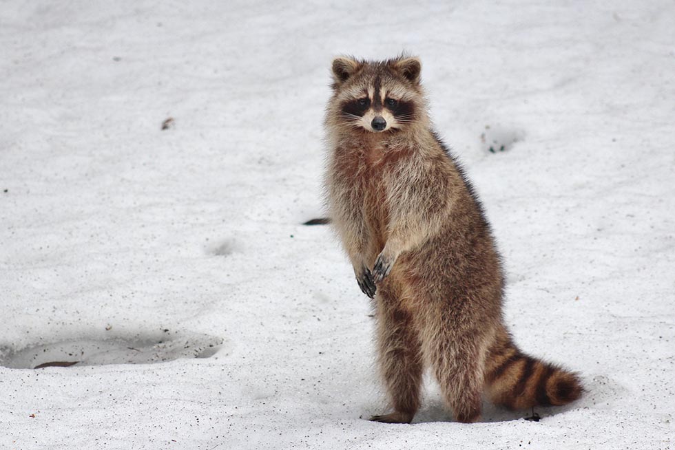 waschbaer im schnee