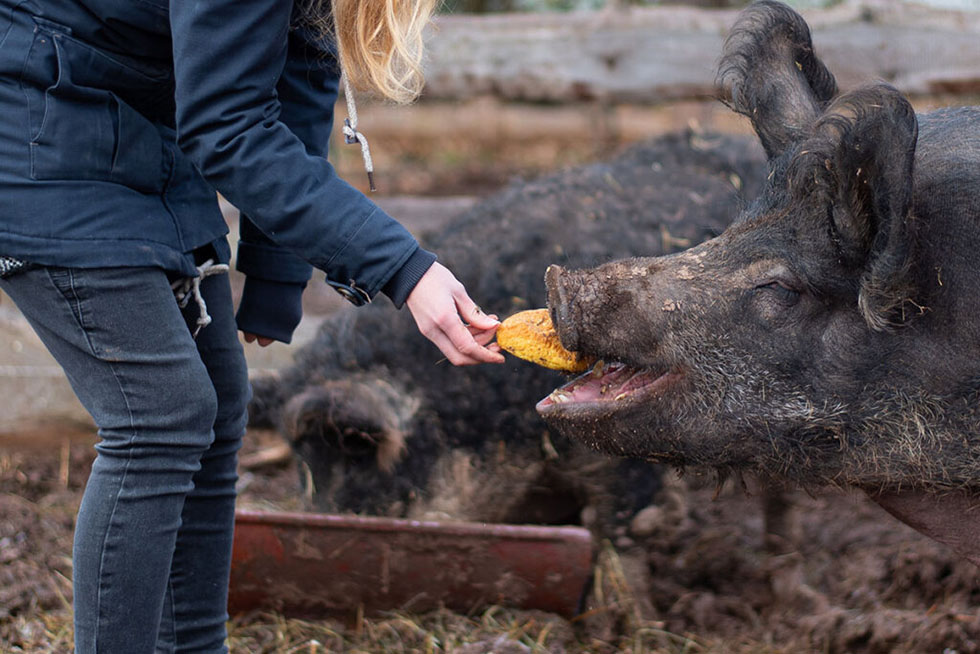 wildschwein im lebenshof