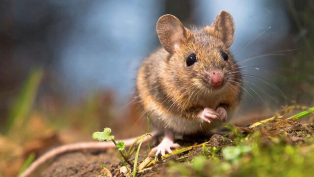 maus