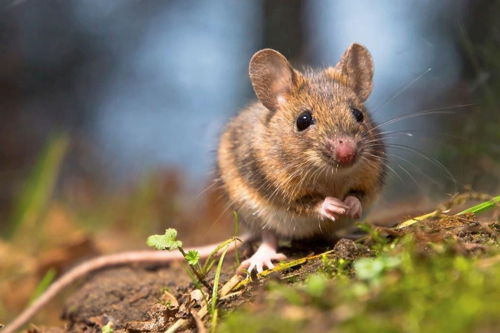 maus