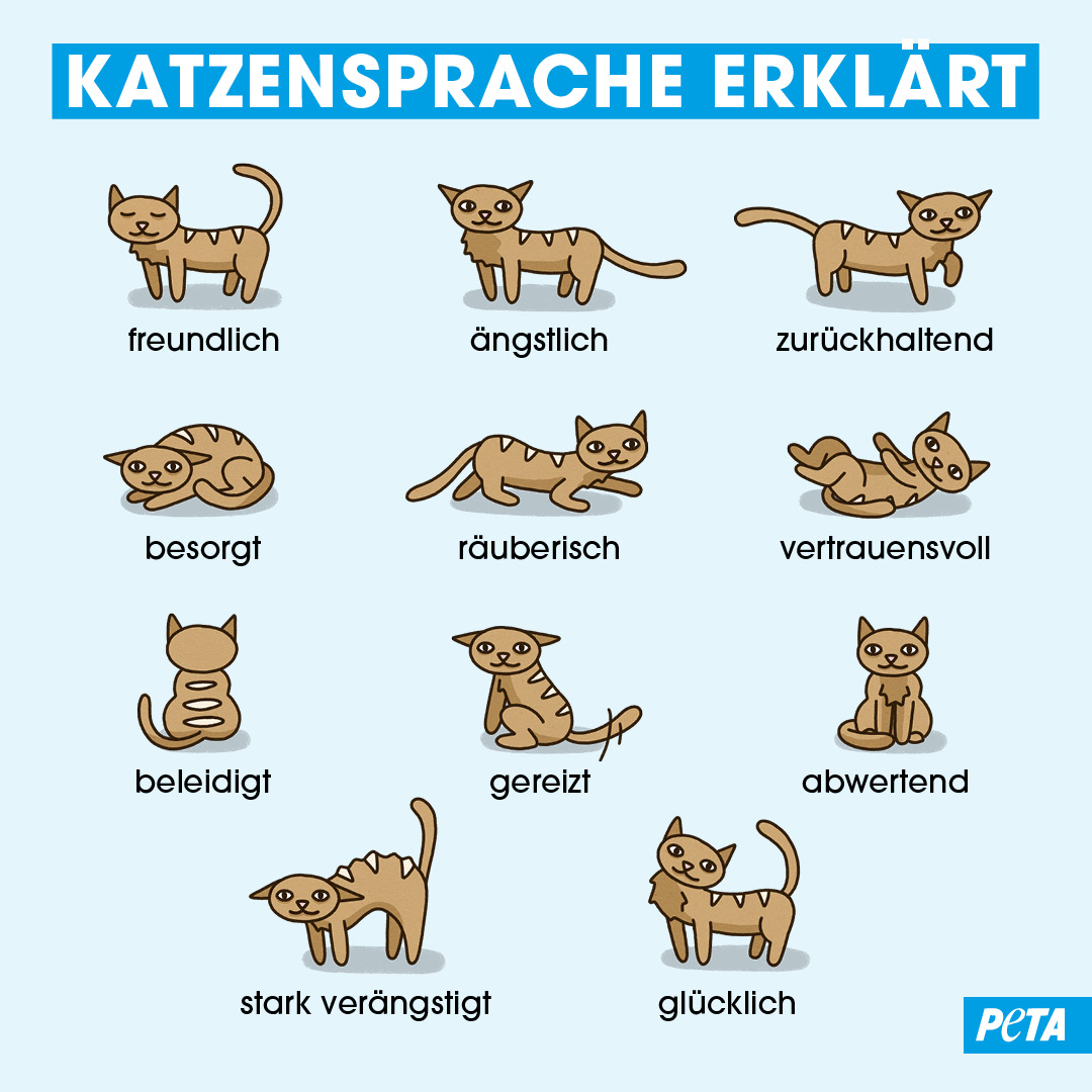 Die Körpersprache der Katzen: Bilder zum Malen und Verstehen