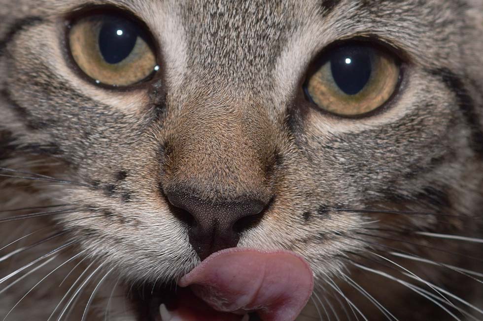 Katze leckt sich das Gesicht