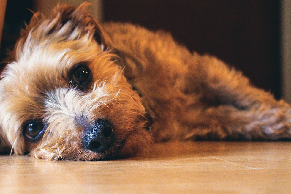 hund liegt auf dem boden