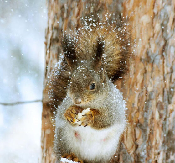 Eichhörnchen sitzt auf einem Baum und nagt an einer Haselnuss.