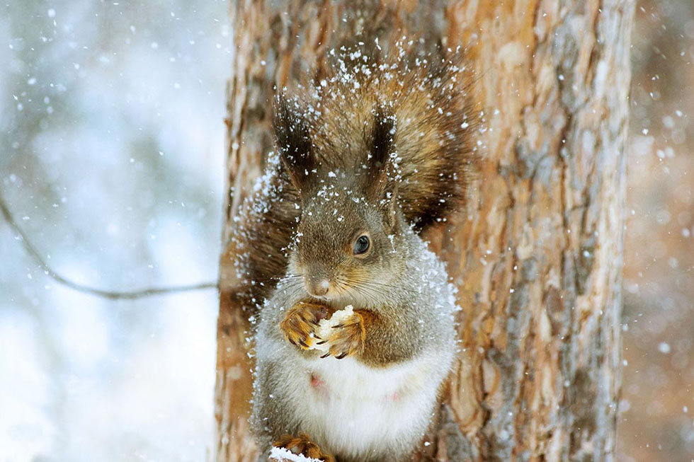 Eichhörnchen sitzt auf einem Baum und nagt an einer Haselnuss.