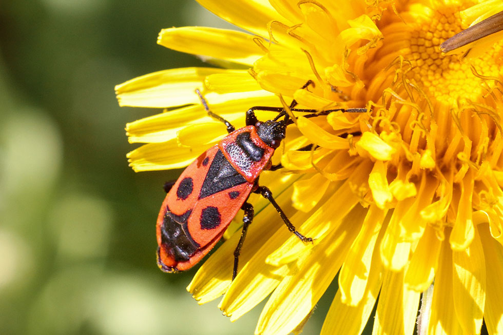 Eine Feuerwanze sitzt auf einer gelben Blume.