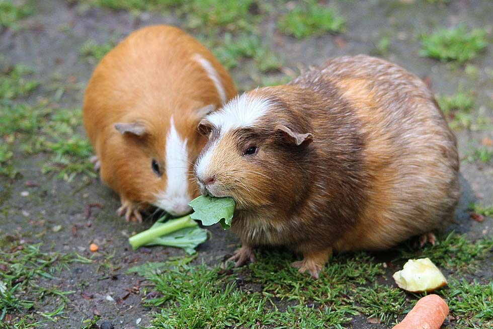 Meerschweinchen essen ein Blatt.