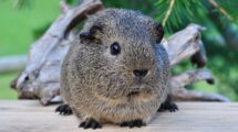 ein meerschweinchen