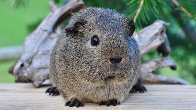 ein meerschweinchen