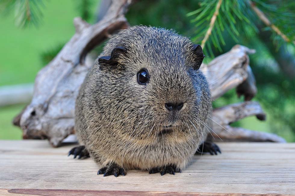 ein meerschweinchen