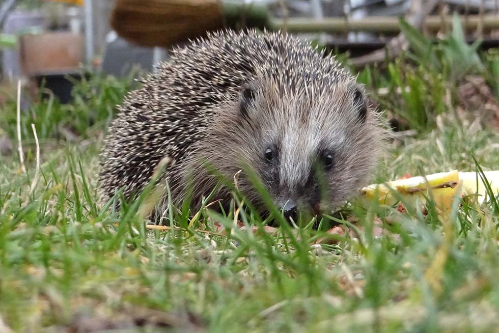 Ein Igel in einem Garten und neben ihm Apfelstücke.