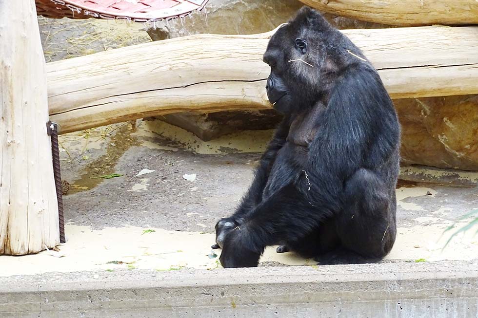 gorilla im zoo