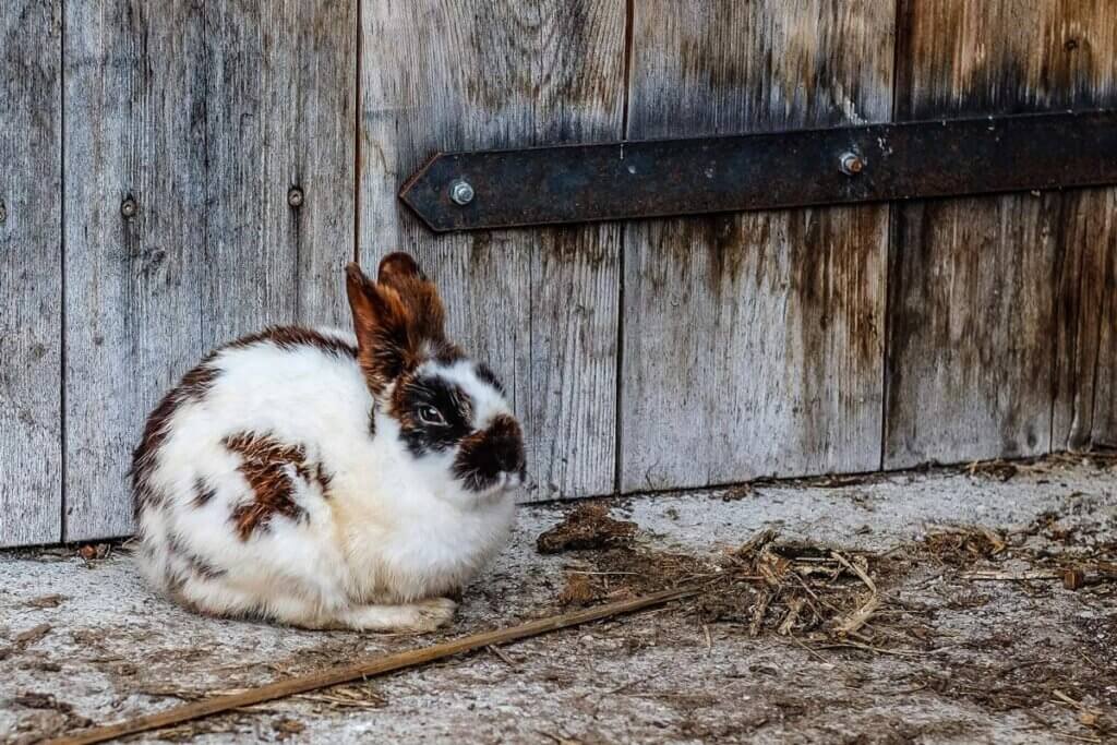 Kaninchen sitzend auf Beton