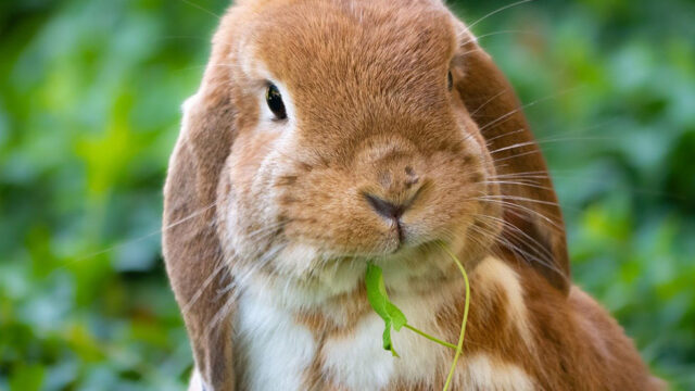 Kaninchen isst Gras.
