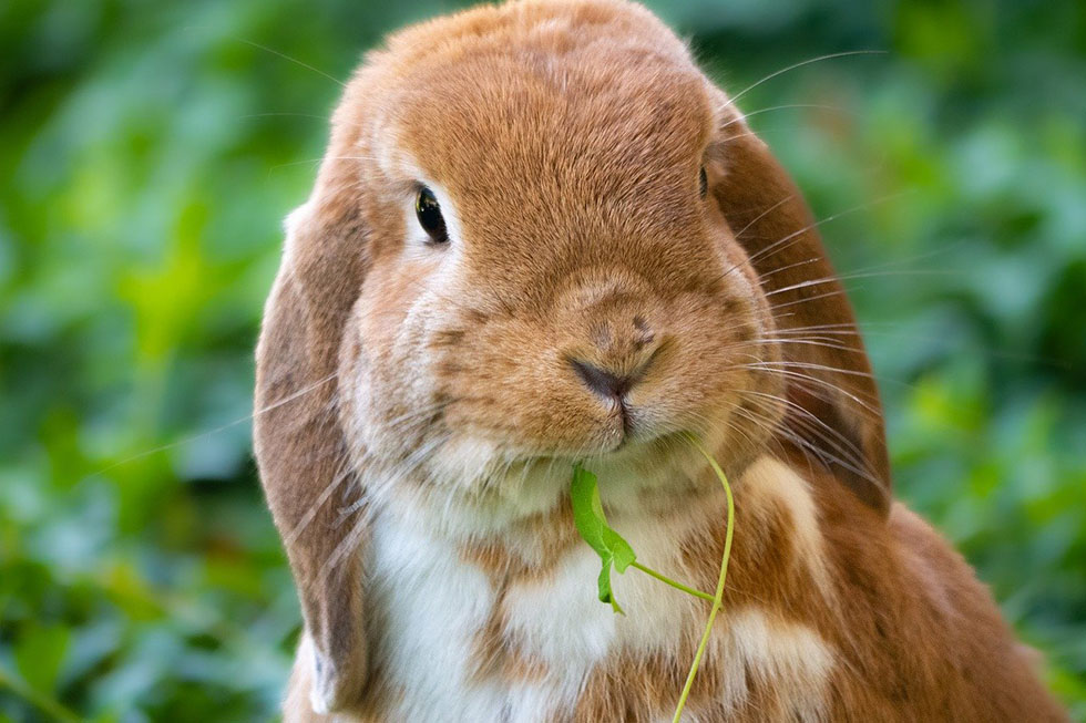 Kaninchen isst Gras.