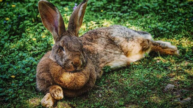 Kaninchen liegt auf der Wiese