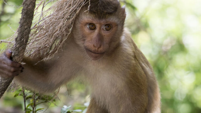 Ein Affe haelt sich an einem Baumstamm fest.