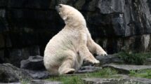 Eisbär im Zoo
