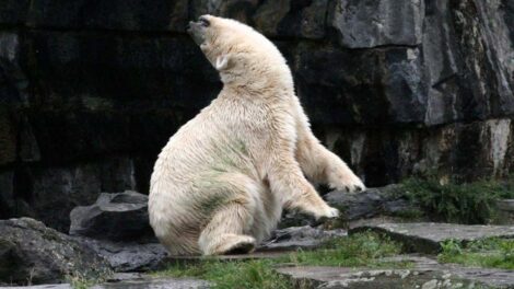 Eisbär im Zoo