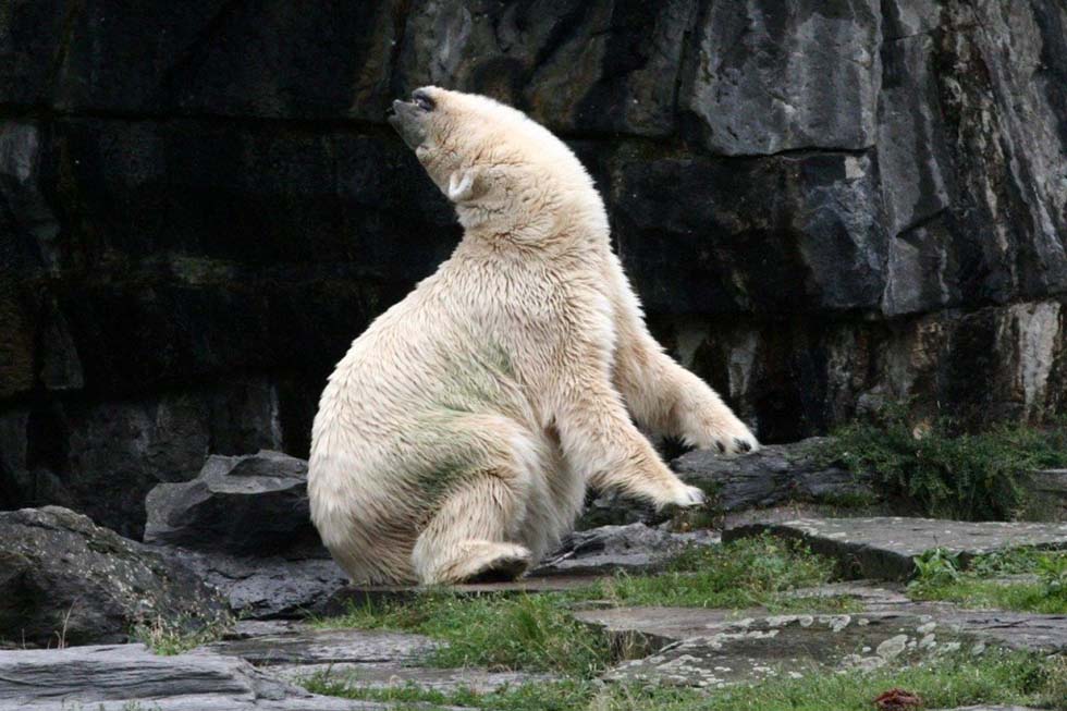 Eisbär im Zoo