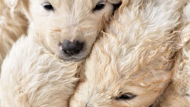 Weisse Welpen liegen eng kuschelnd zusammen.