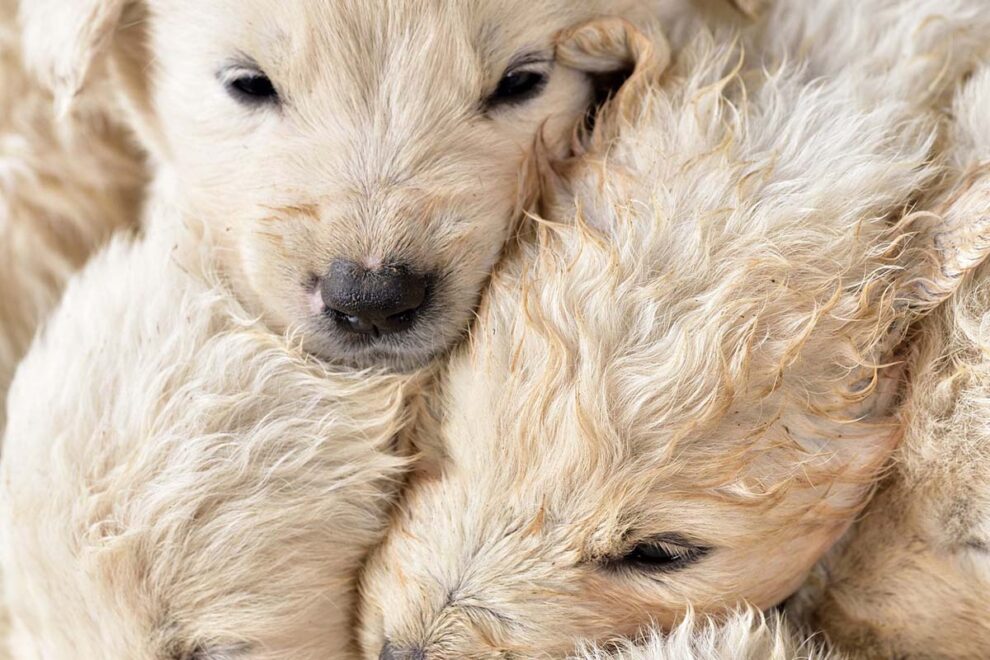 Weisse Welpen liegen eng kuschelnd zusammen.