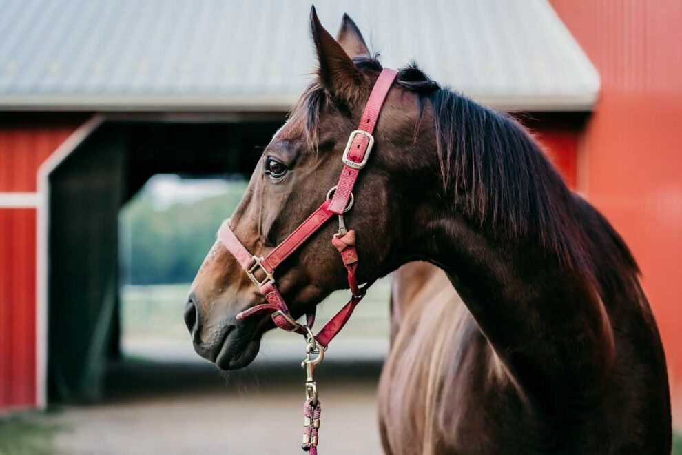 Ein Pferd mit rotem Zaumzeug blickt zurück auf ein rotes Farmhaus