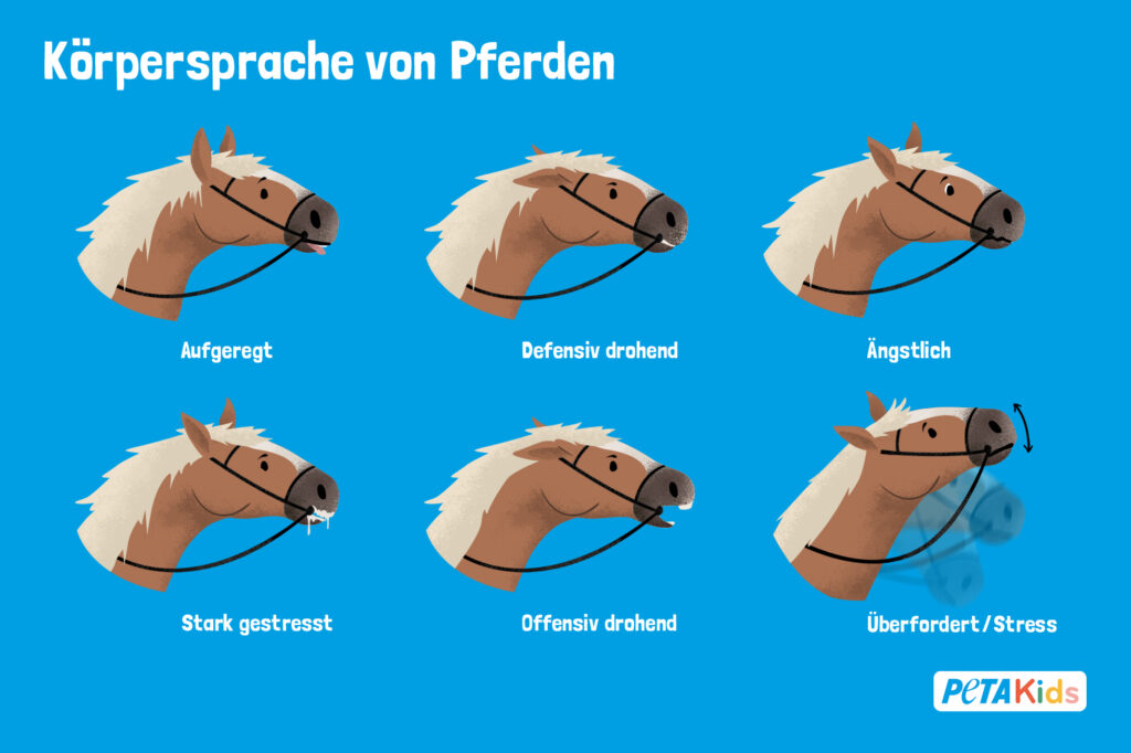 Grafik zur Körpersprache von Pferden, die zeigt, bei welchen Anzeichen sie gestresst, ängstlich, aufgeregt, etc. sind.
