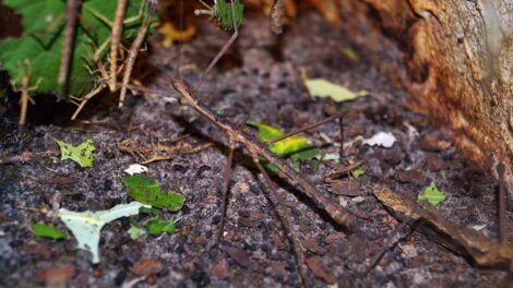 Eine Stabheuschreckenart in verschiedenen Stadien der Entwicklung in einem Terrarium.