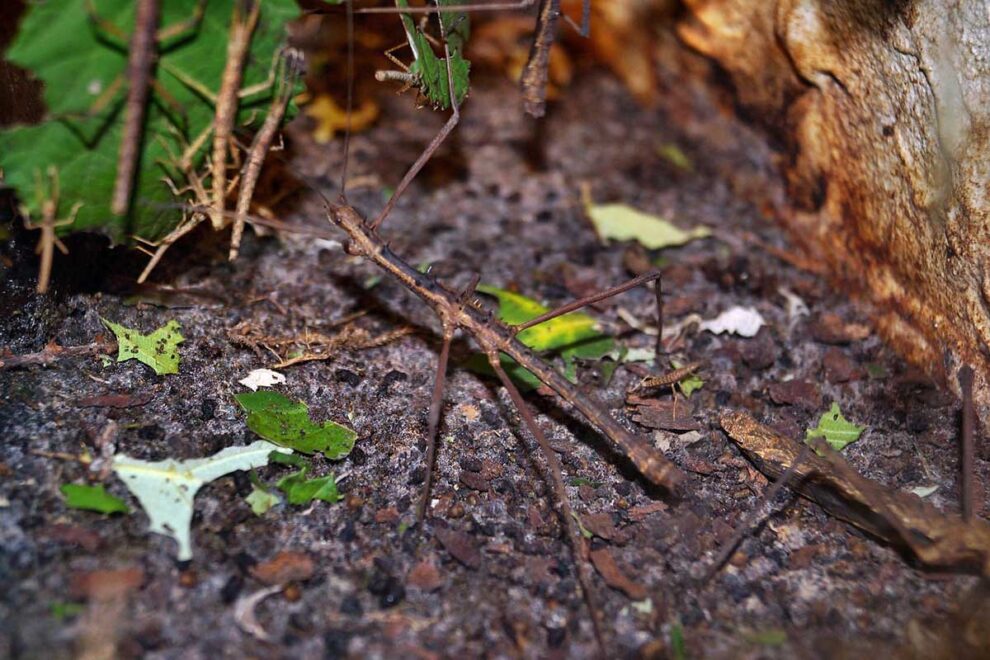 Eine Stabheuschreckenart in verschiedenen Stadien der Entwicklung in einem Terrarium.