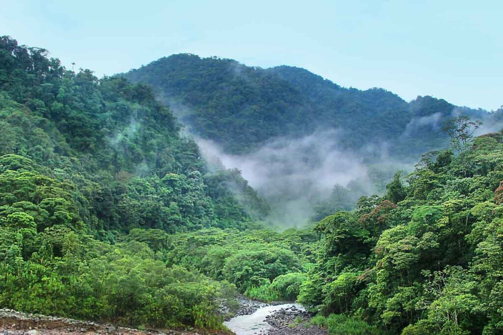 Ein Totale von den Tropen mit Bäumen, Fluss und Nebel.