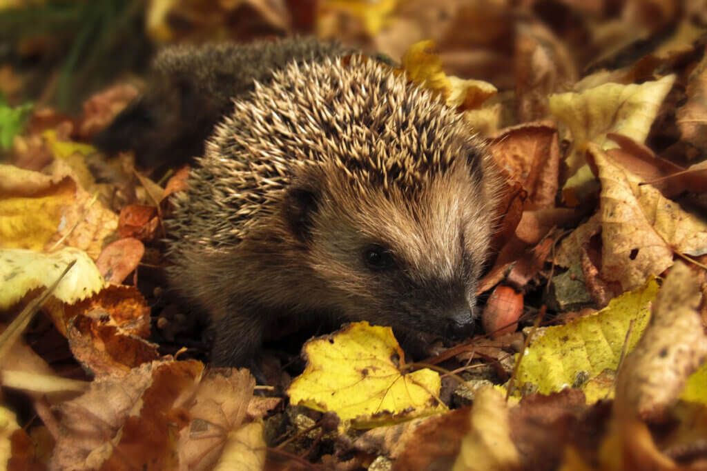 Igel in Laub