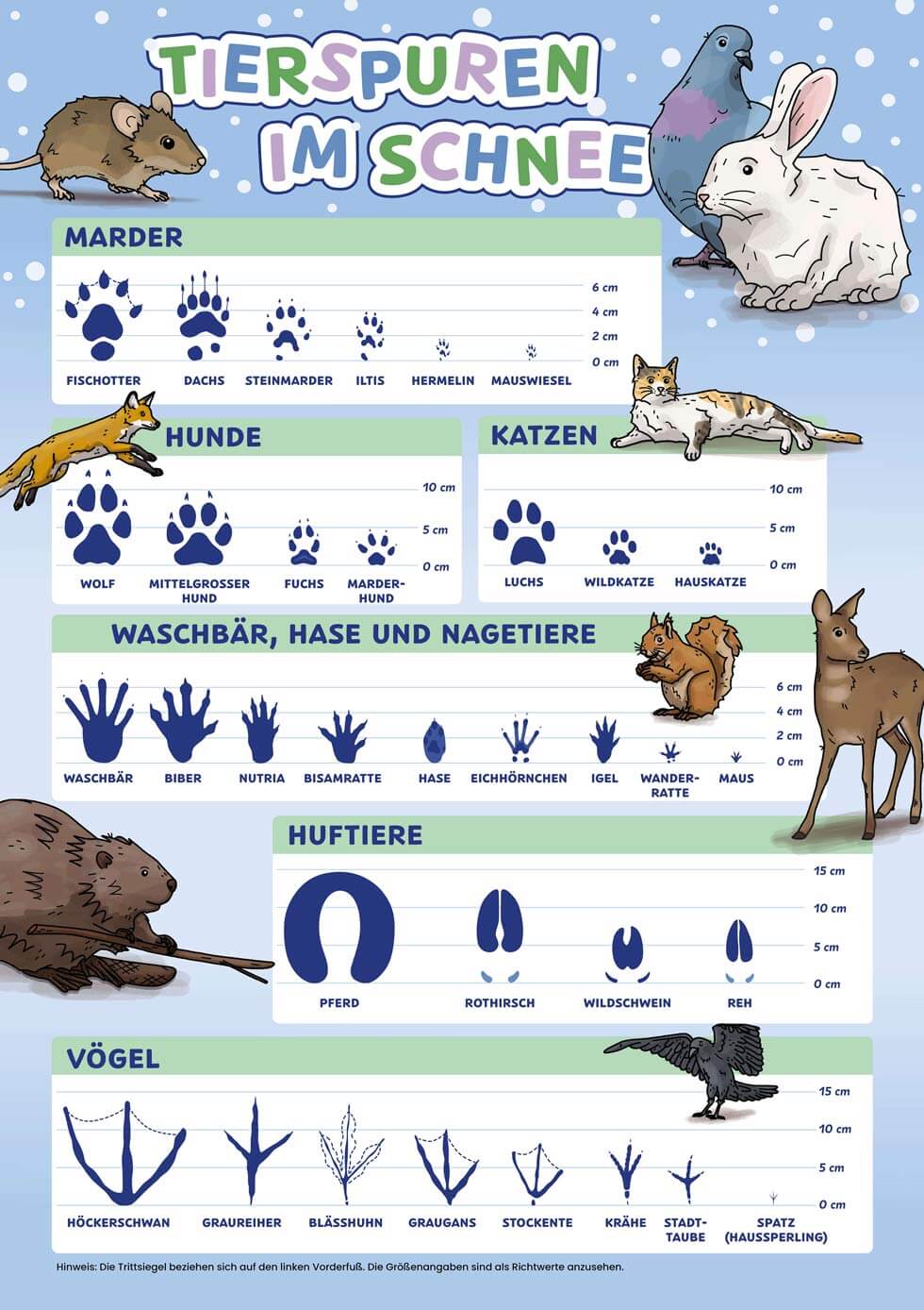 Grafik, wie unterschiedliche Tierspuren im Schnee aussehen