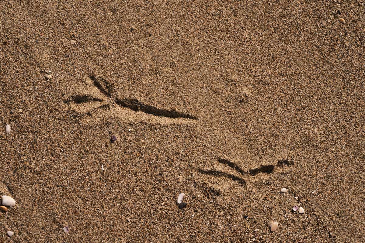Tierspur eines Vogels im Sand.
