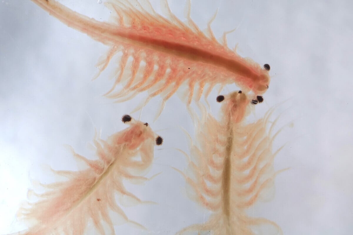 Drei Artemia salina Urzeitkrebse auf weißem Hintergrund