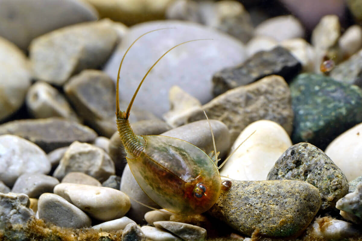 Urzeitkrebs vor Steinen in Wasser